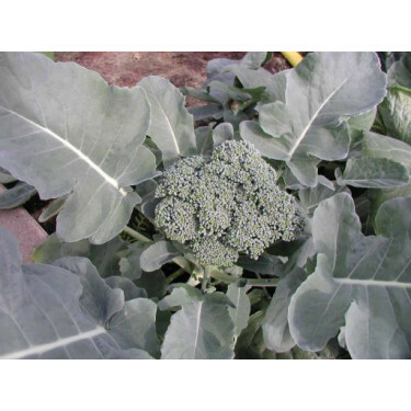Broccoli - Groene Calabrese - BIO