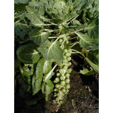 Spruitkool - Groninger - BIO