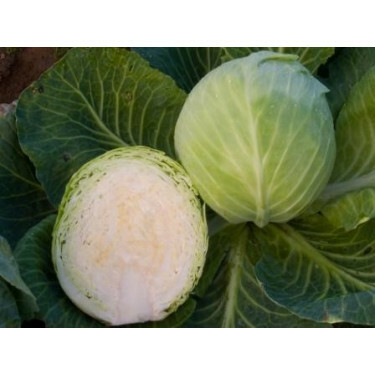 Witte kool - Dottenfelder dauer - BIODYNAMISCH