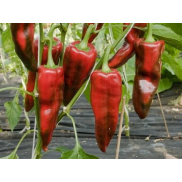 Paprika - Pantos BIODYNAMISCH