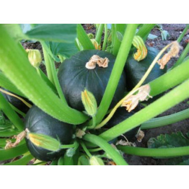 Pompoen - Zappalito - BIO