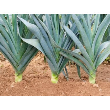 Winterprei - Blaugrüner Winter/Avano - BIODYNAMISCH - 50% korting wegens verminderde kiemkracht