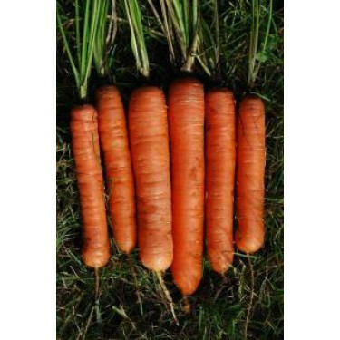 Wortel - Robila - BIODYNAMIQUE