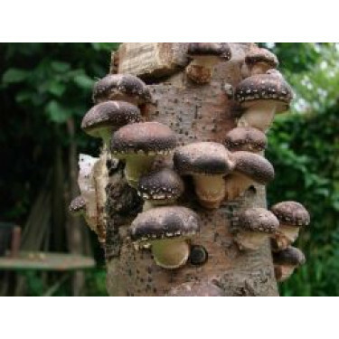 Shiitake (50 stuks)