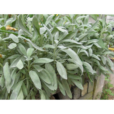 Salvia officinalis - Salie - BIO
