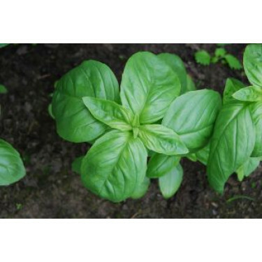 Basilicum - grootbladig - zaadschijf - BIODYNAMISCH