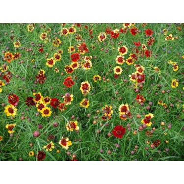 Coreopsis tinctoria - Meisjesogen - BIO