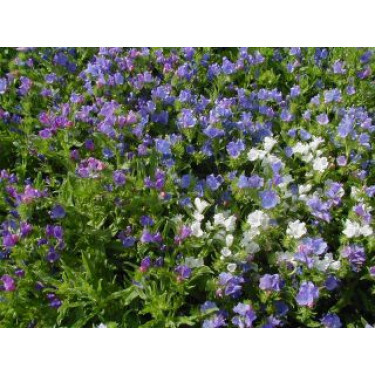 Slangekruid (Echium plantagineum) *bd