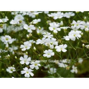 Gipskruid (Gypsophila elegans) *bd