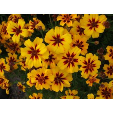 Tagetes patula nana - Afrikaantje kleinbloemig - BIO