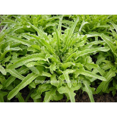 Pluksla - Cerbiatta - BIODYNAMISCH - 50% korting wegens verminderde kiemkracht
