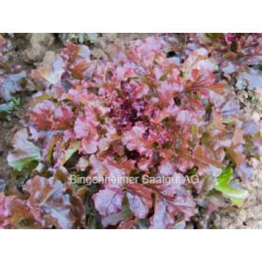 Pluksla - Red Salad Bowl - BIODYNAMISCH