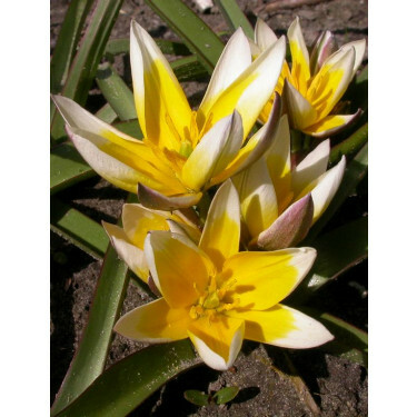 Botanische Tulp - Tulipa tarda - 10 bollen - BIO
