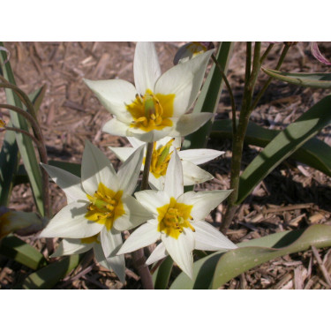 Botanische Tulp - Tulipa Turkestanica - 10 bollen - BIO