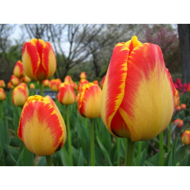 Tulp Banja Luka - 10 bollen