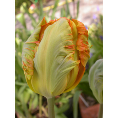 Tulp Professor Röntgen
