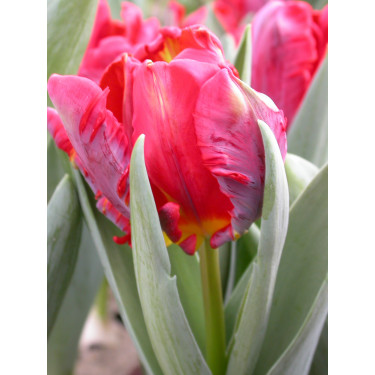 Tulp Rococo - 10 bollen - BIO