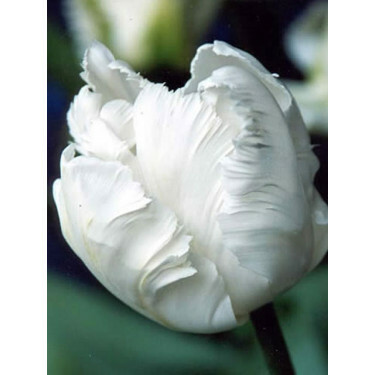 Tulp - White Rebel - 10 bollen - BIO