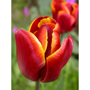 Tulp - Abu Hassan - 10 bollen - BIO