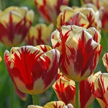 Tulp Grand Perfection - 10 bollen