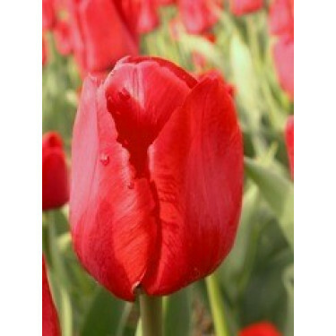 Tulp Ile de France - 10 bollen