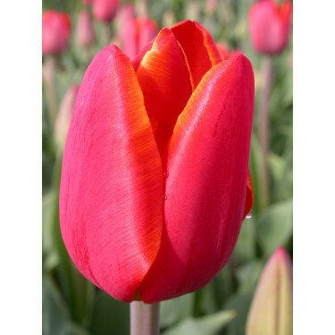 Tulp Laura Fygi - 10 bollen