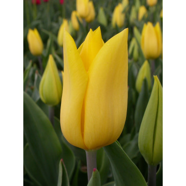 Tulp - Strong Gold - 10 bollen - BIO