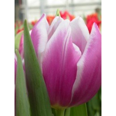 Tulp - Synaeda Blue - 10 bollen - BIO