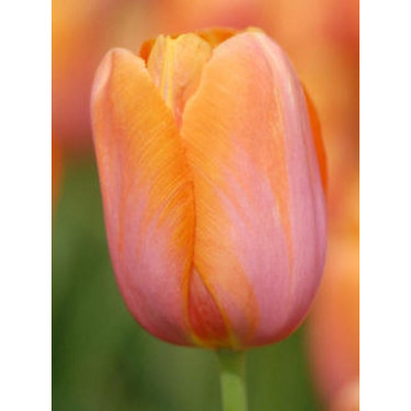 Tulp Dordogne