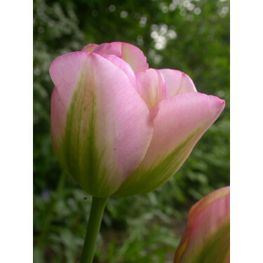 Tulp - Groenland - 10 bollen - BIO