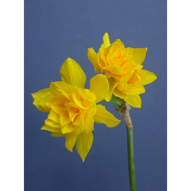 Narcis Double Campernelle - 10 bollen