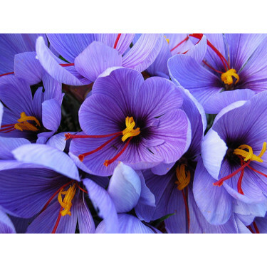Saffraan krokus - Crocus sativus 10 bollen