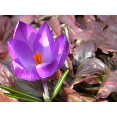 Krokus - Flower Record - 10 bollen - BIO