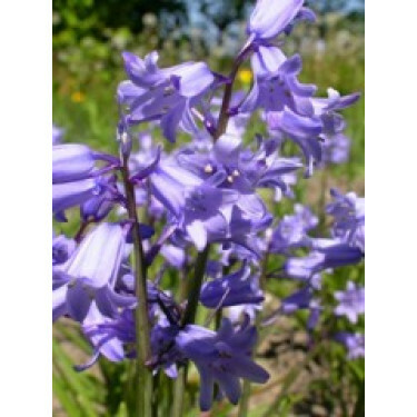 Blauwe boshyacint - Hyacinthoides hispanica - 10 bollen - BIO