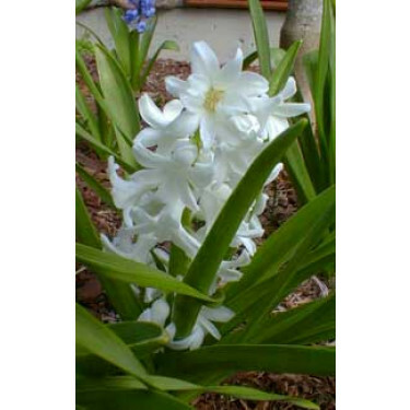 Hyacinth White Pearl 3 bollen
