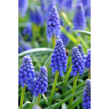 Muscari armeniacum - Blauwe druifje - per 10 bollen - BIO