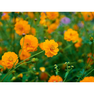 Cosmos sulphureus - Cosmea oranje - BIODYNAMISCH