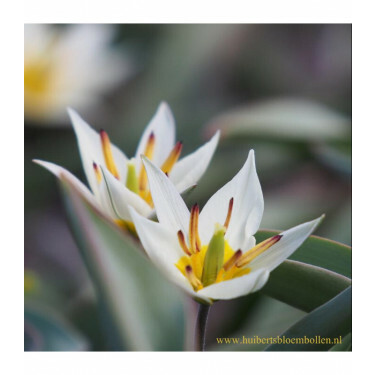 Botanische tulp - Tulipa turkestanica - 10 bollen - BIO