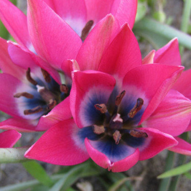 Botanische Tulp - Tulipa Little Beauty - 10 bollen - BIO