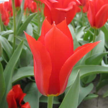 Tulp - Ingens - 10 bollen - BIO