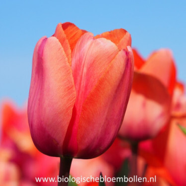 Tulp - Apricot Impression - 10 bollen - BIO Tulp - Apricot Impression - 10 bollen - BIO