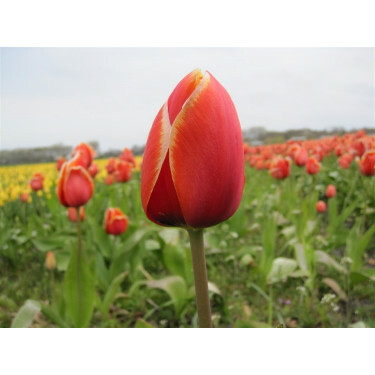Tulp - Dafeng - 10 bollen - BIO
