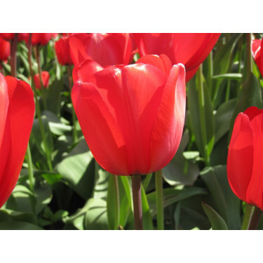 Tulp - Red Impression - 10 bollen - BIO