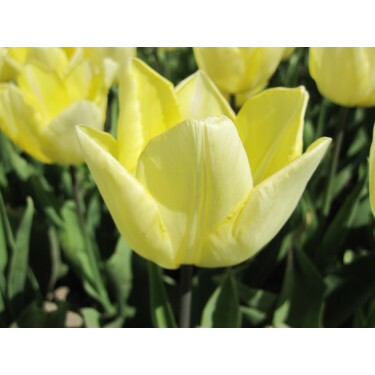 Tulp - Sunny Prince - 10 bollen - BIO