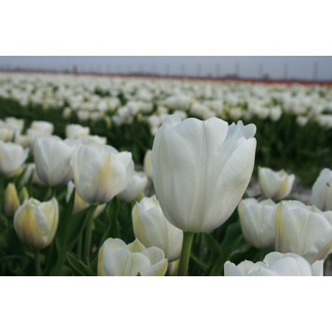 Tulp - Inzell - 10 bollen - BIO