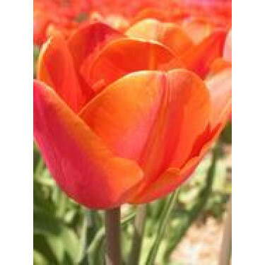 Tulp - Orange Cassini - 10 bollen - BIO