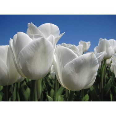 Tulp - Royal Virgin - 10 bollen - BIO