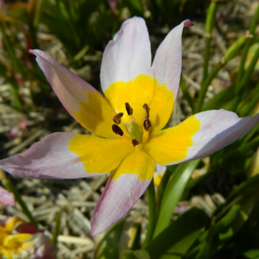 Botanische Tulp - Tulipa saxatilis - 10 bollen - BIO