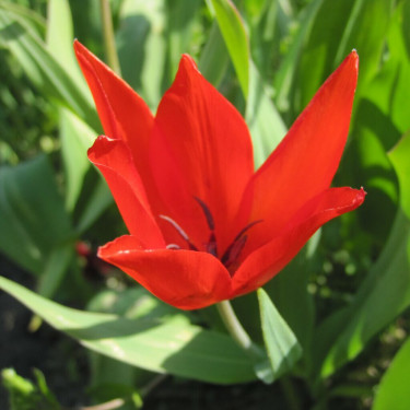 Botanische Tulp - Tulipa praestans 'Zwanenburg' - 10 bollen - BIO