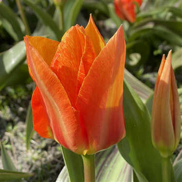 Tulp - Willemijn - 10 bollen - BIO